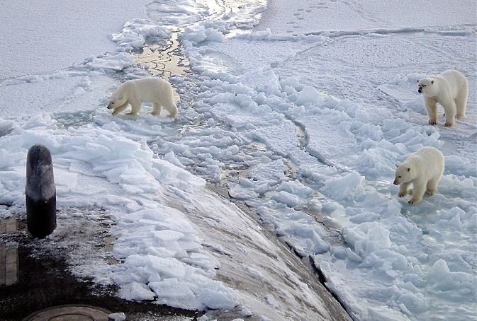 Polar Bears at Churchill, Manitoba