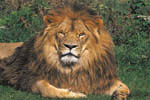 African Lion Safari