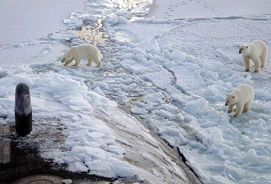 Polar bear watching, Manitoba