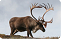 WILD LIFE