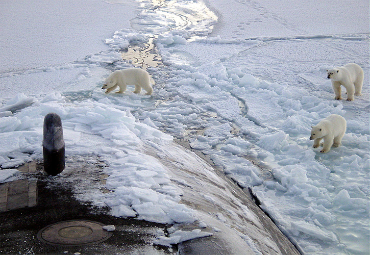Polar bears, wildlife in Canada